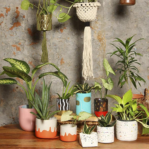 Khurja Planters