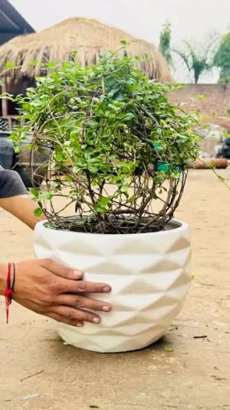 Khurja Planters